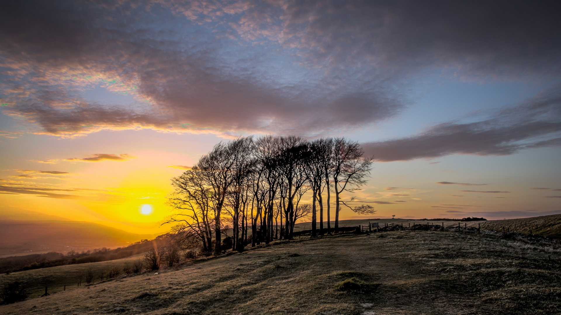 Arbres Sans Feuilles Sur Terrain D'herbe Verte Sous Ciel Nuageux Pendant le Coucher du Soleil. Wallpaper in 1920x1080 Resolution