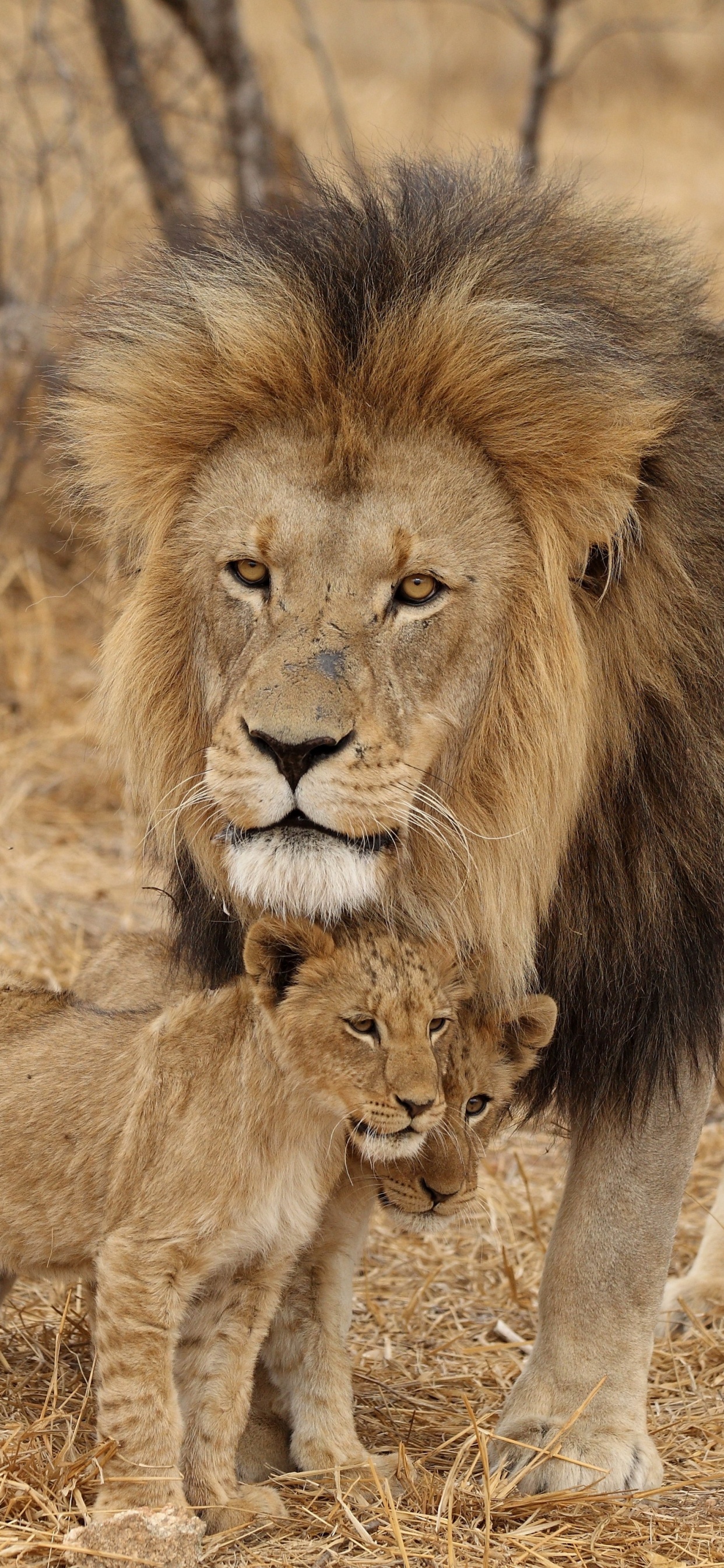 Lion et Lionne Sur Terrain D'herbe Brune Pendant la Journée. Wallpaper in 1242x2688 Resolution