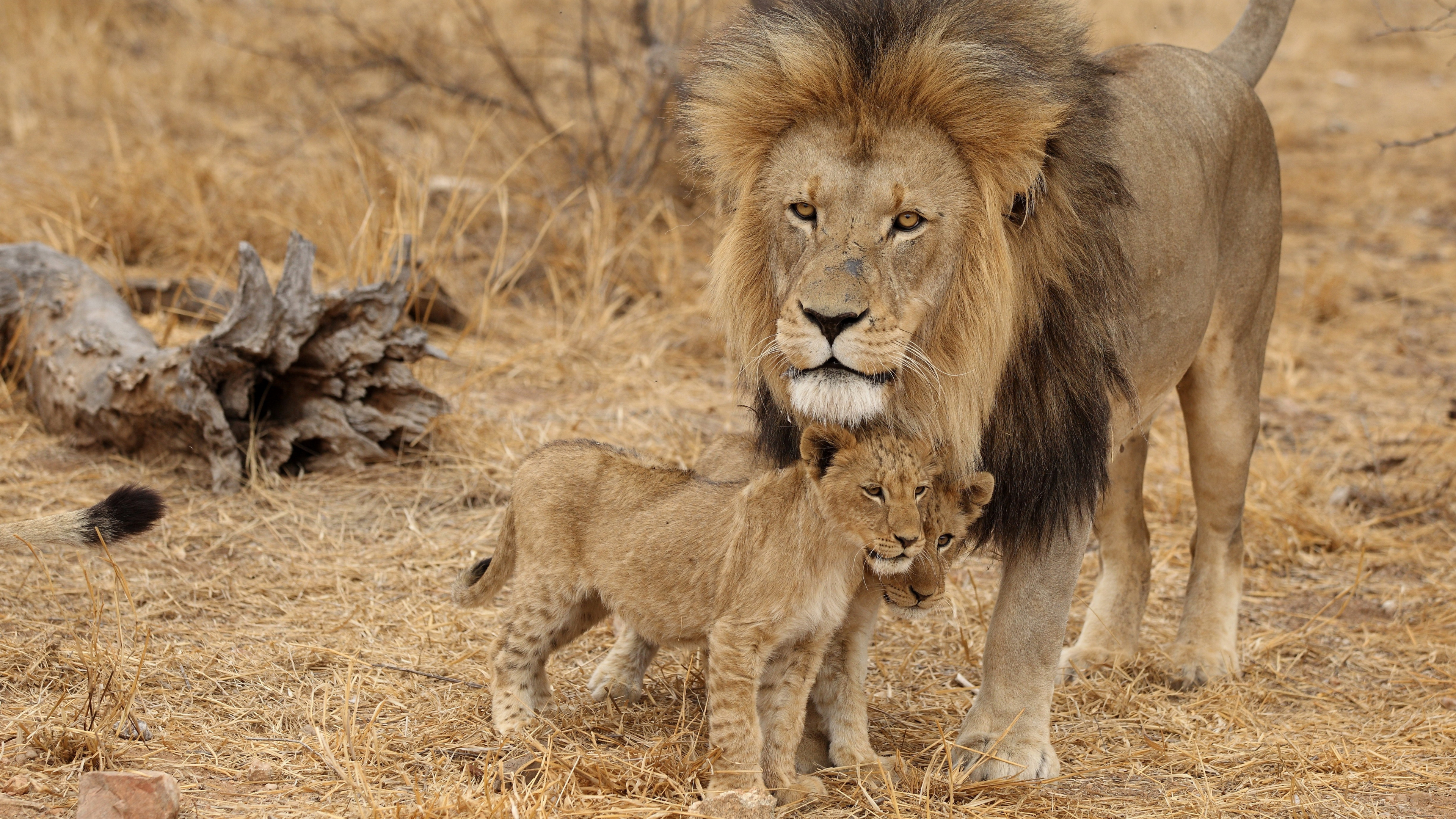 Lion et Lionne Sur Terrain D'herbe Brune Pendant la Journée. Wallpaper in 3840x2160 Resolution