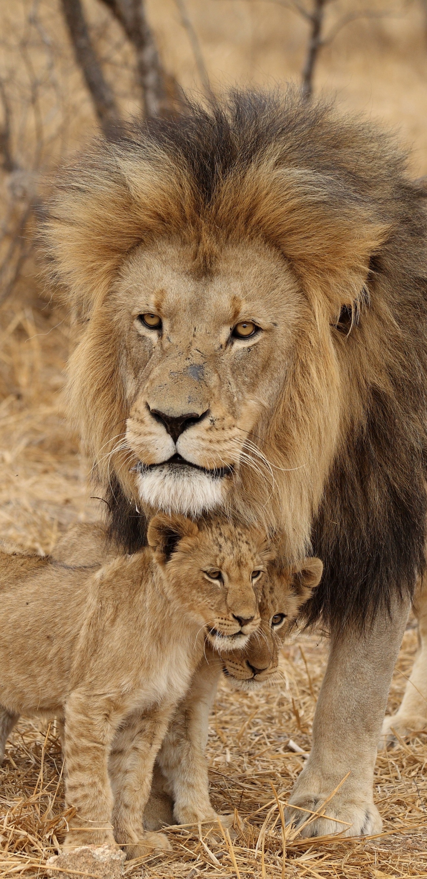 Lion and Lioness on Brown Grass Field During Daytime. Wallpaper in 1440x2960 Resolution