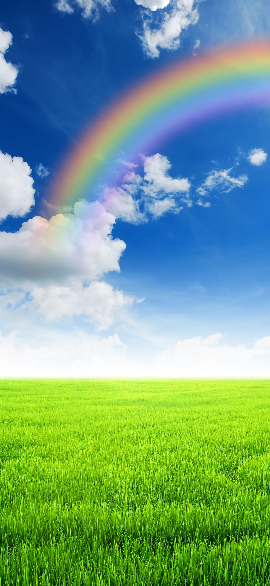 彩虹, 绿色的, 草, 天空, 放牧 壁纸 1125x2436 允许