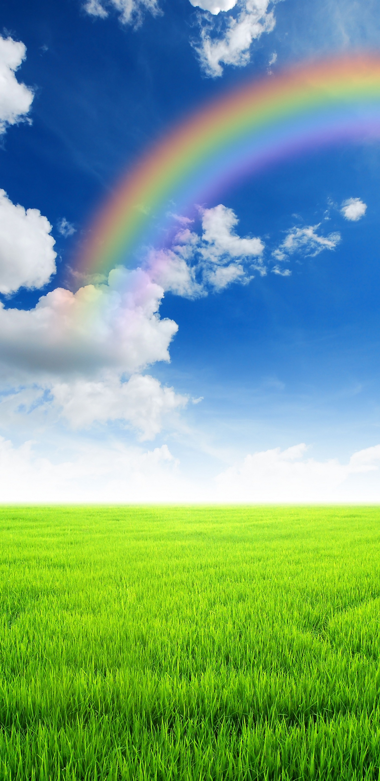 彩虹, 绿色的, 草, 天空, 放牧 壁纸 1440x2960 允许