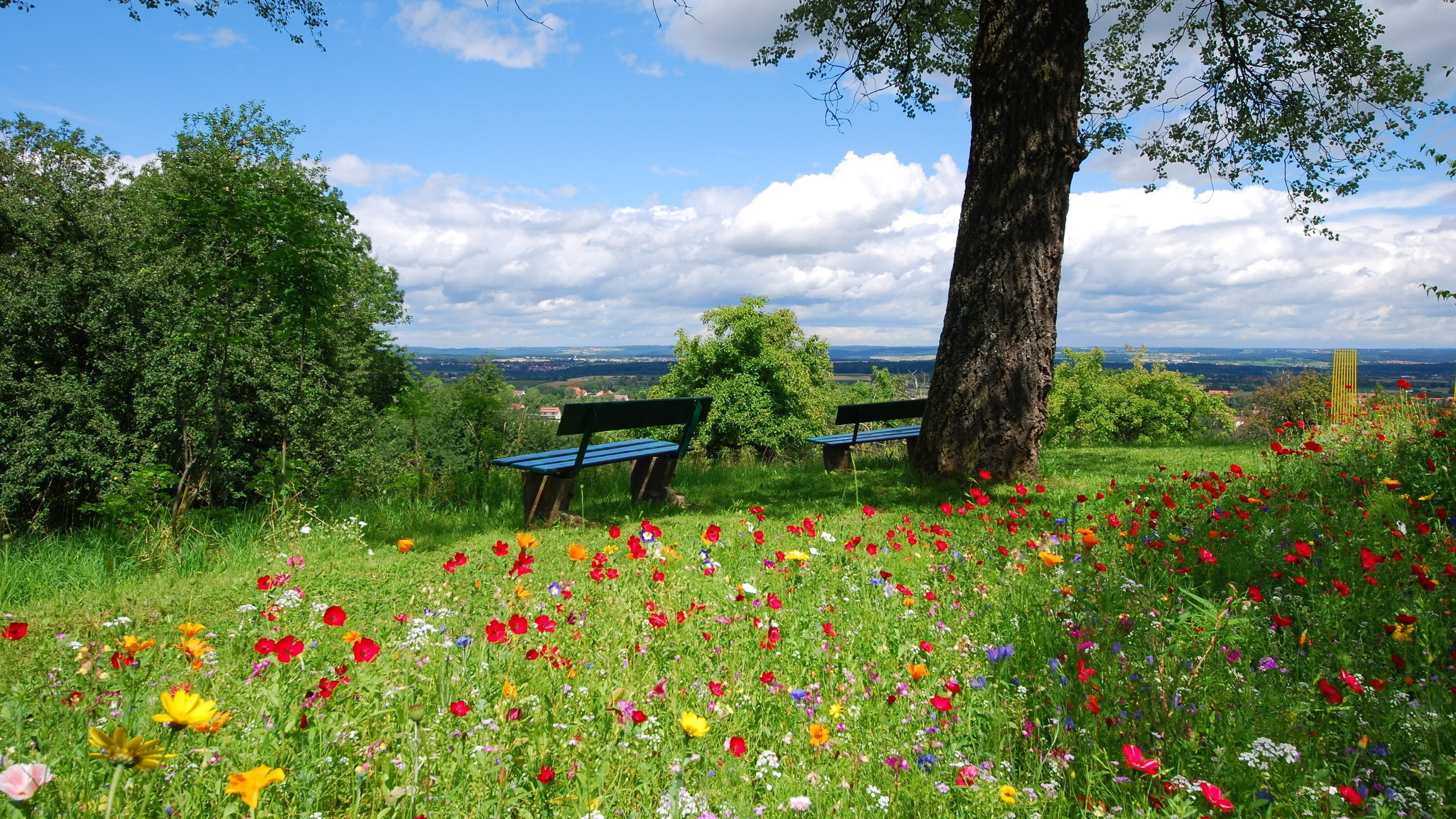 Brown Wooden Bench Under Green Tree During Daytime. Wallpaper in 2560x1440 Resolution