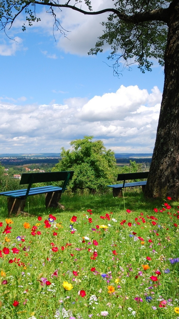 Banc en Bois Brun Sous L'arbre Vert Pendant la Journée. Wallpaper in 720x1280 Resolution