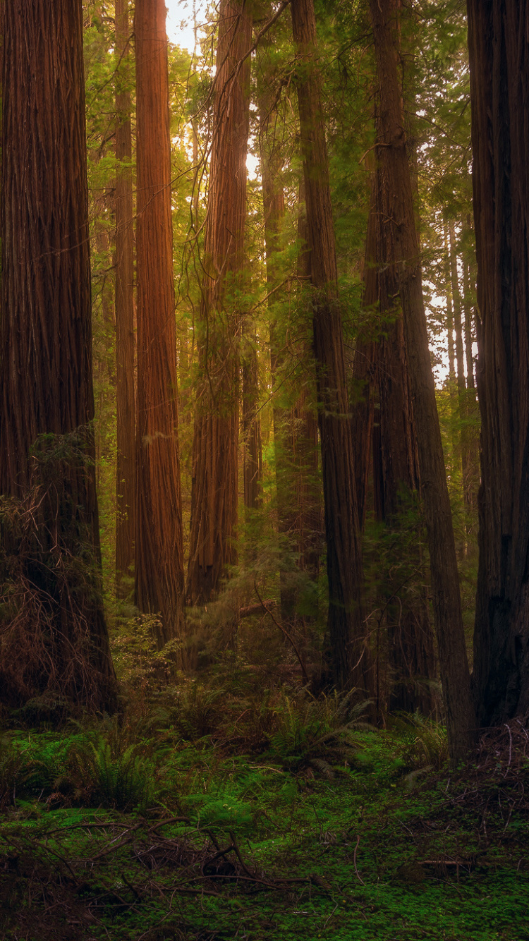 Brown Trees on Green Grass Field During Daytime. Wallpaper in 750x1334 Resolution