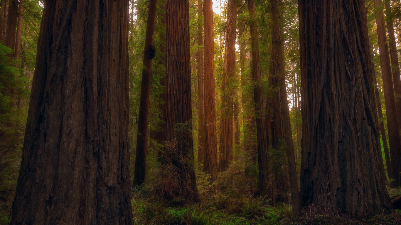 Arbres Bruns Sur Terrain D'herbe Verte Pendant la Journée. Wallpaper in 1366x768 Resolution