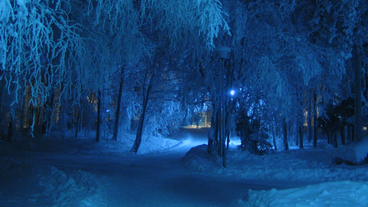 Bare Trees Covered With Snow During Night Time. Wallpaper in 1280x720 Resolution