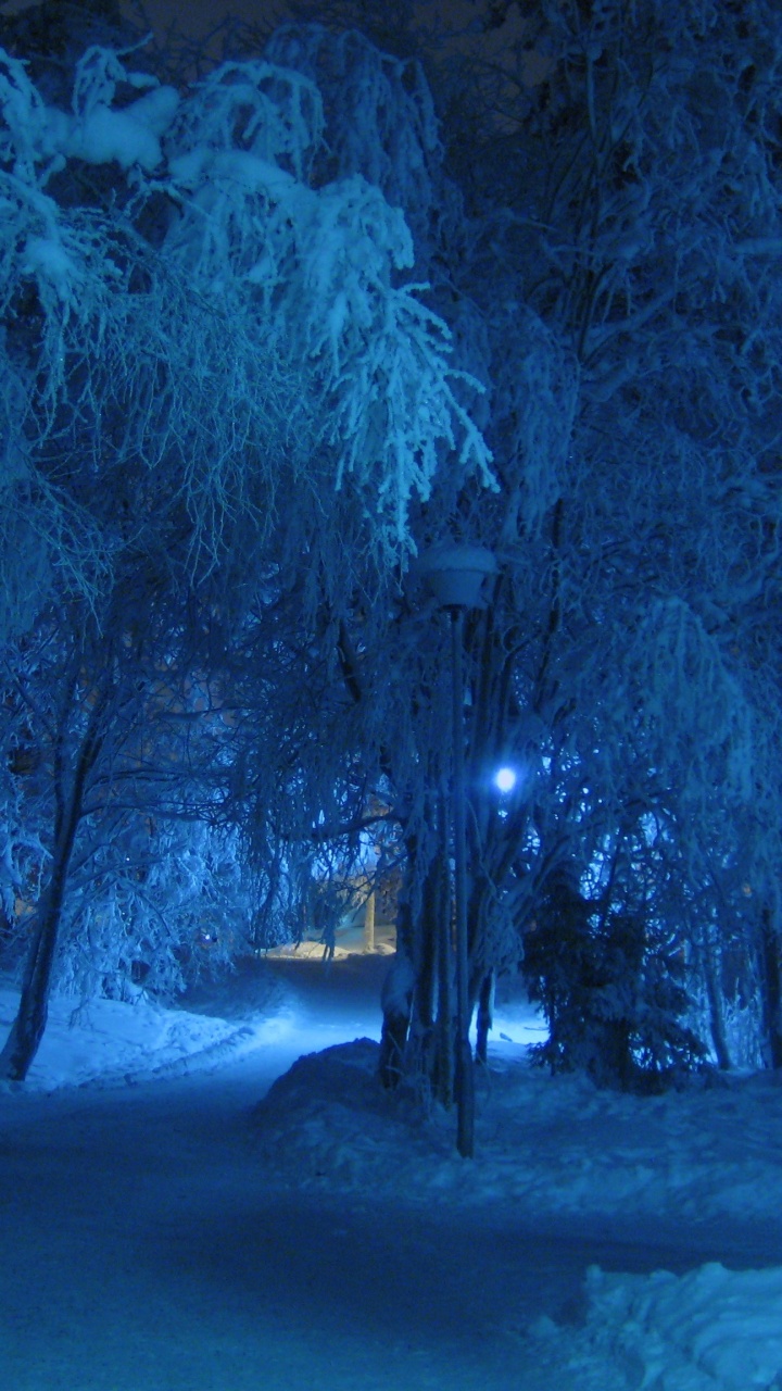 Bare Trees Covered With Snow During Night Time. Wallpaper in 720x1280 Resolution