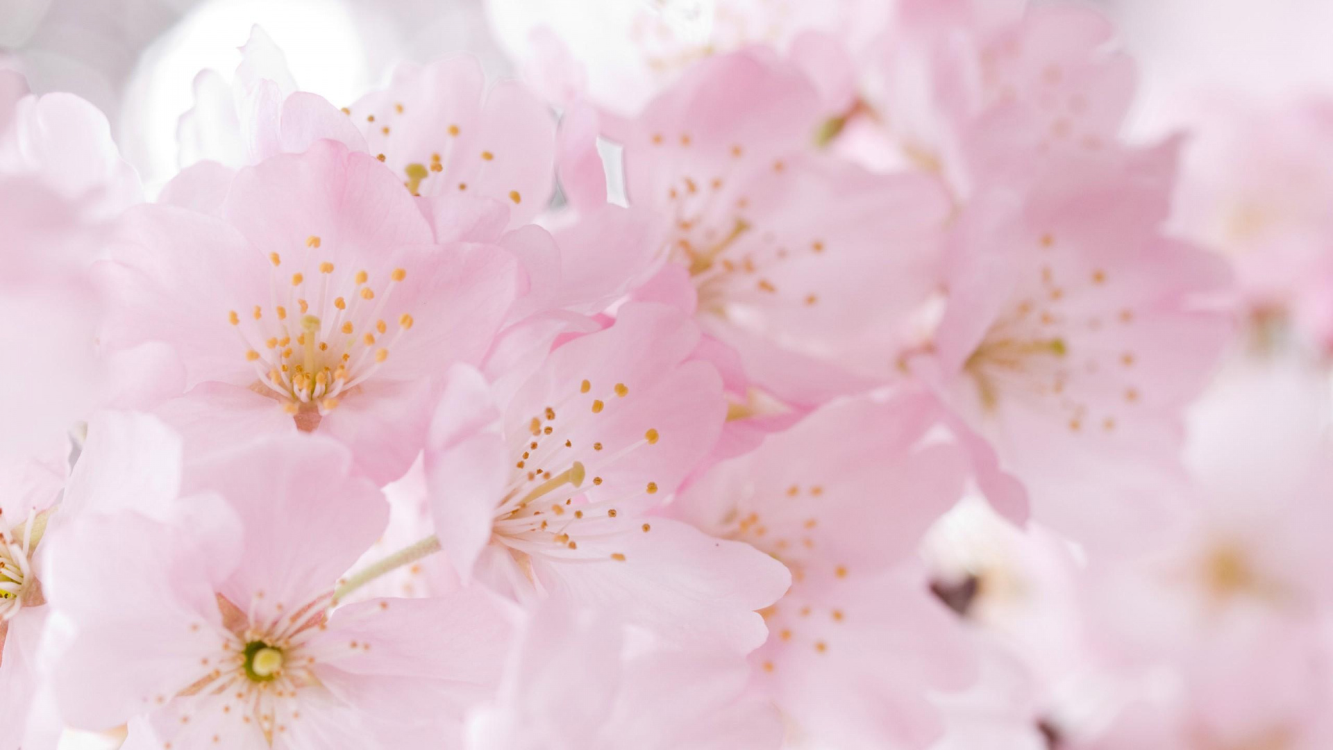 Pink and White Cherry Blossom in Close up Photography. Wallpaper in 1920x1080 Resolution