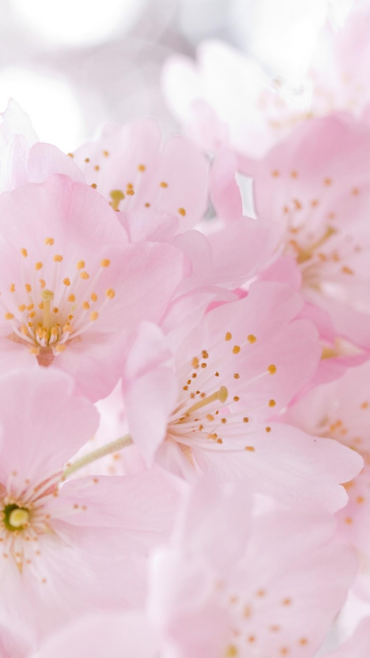 Flor de Cerezo Rosa y Blanca en Fotografía de Cerca. Wallpaper in 720x1280 Resolution