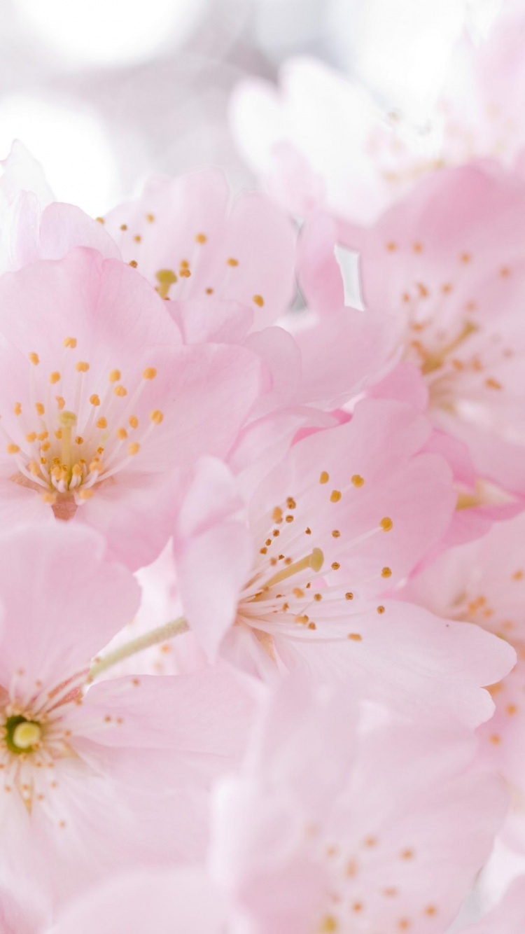 Flor de Cerezo Rosa y Blanca en Fotografía de Cerca. Wallpaper in 750x1334 Resolution