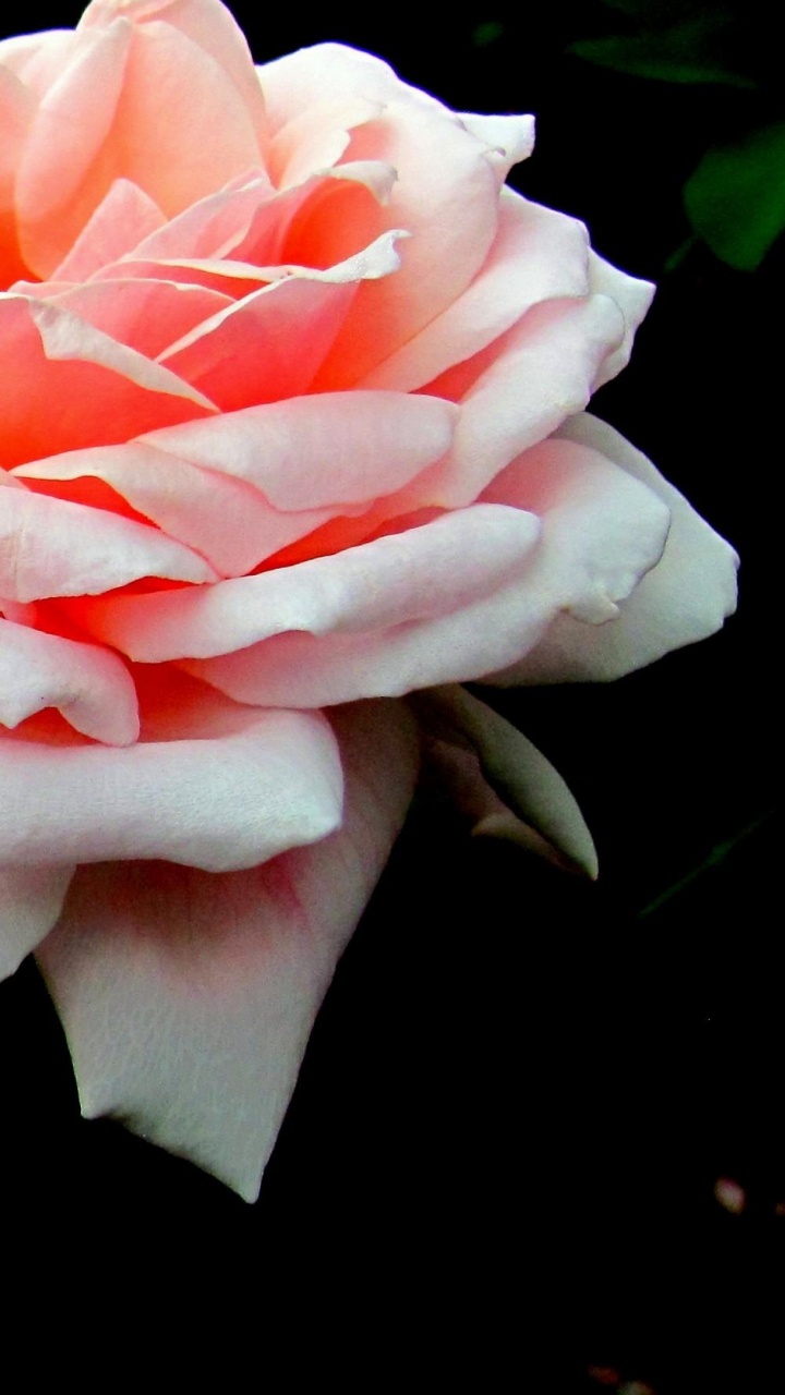 Rosa Rose Blüht Tagsüber. Wallpaper in 720x1280 Resolution