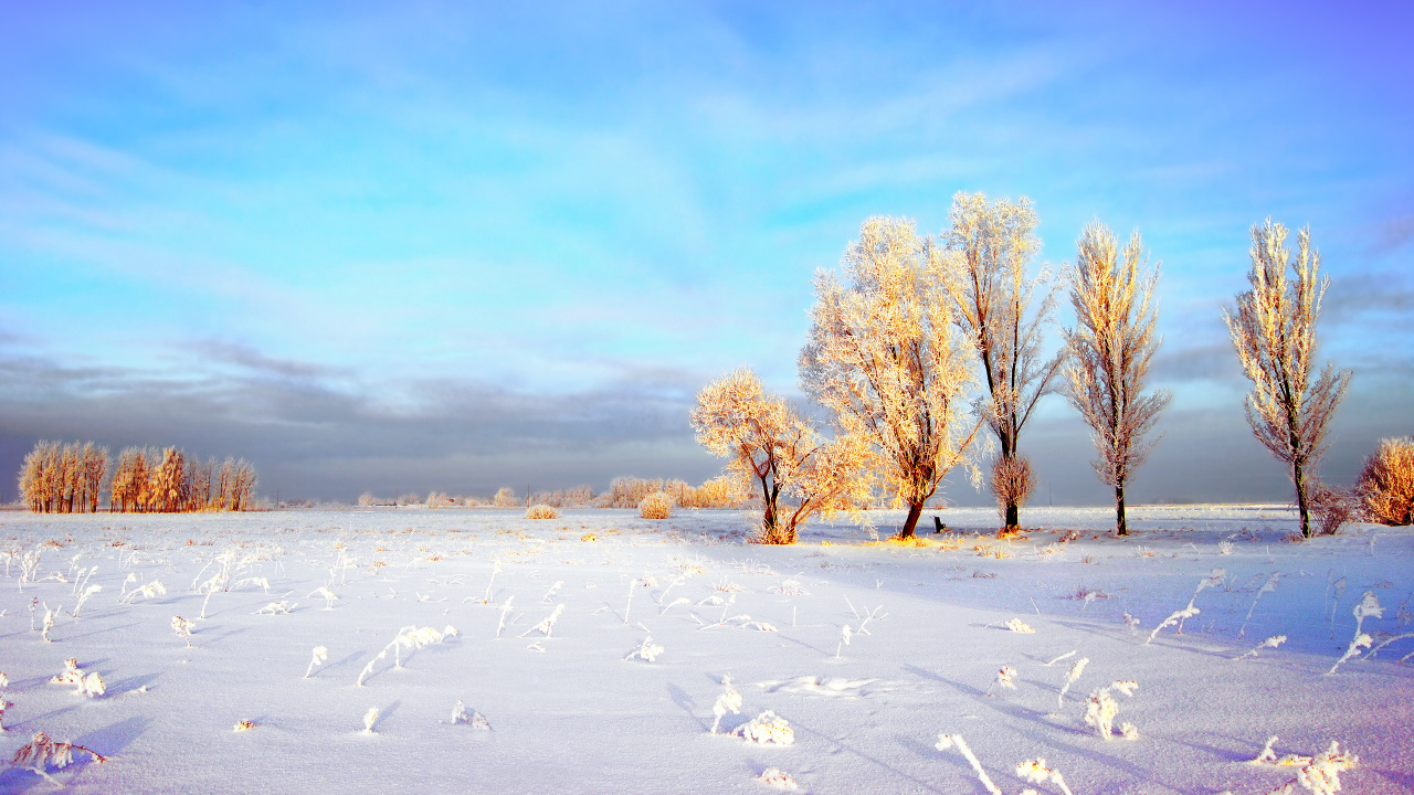 Braune Kahlen Bäume Auf Schneebedecktem Boden Unter Blauem Himmel Tagsüber. Wallpaper in 1280x720 Resolution