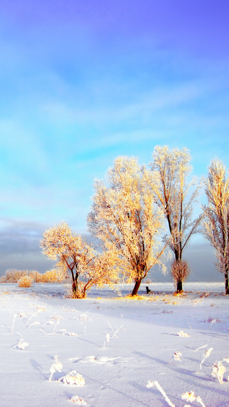 Braune Kahlen Bäume Auf Schneebedecktem Boden Unter Blauem Himmel Tagsüber. Wallpaper in 750x1334 Resolution