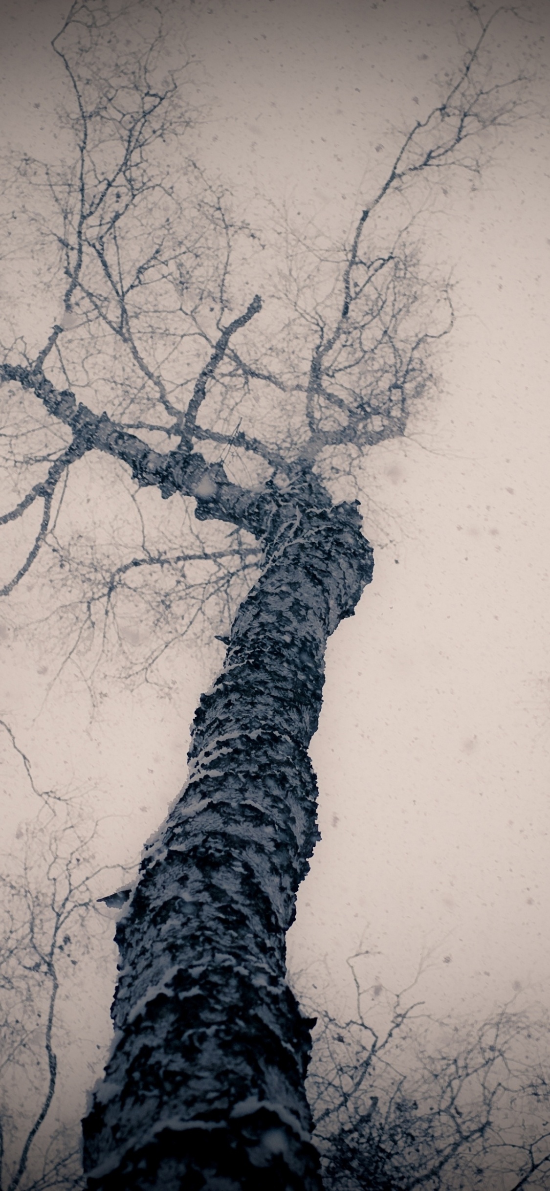 Low Angle Photography of Leafless Trees. Wallpaper in 1125x2436 Resolution