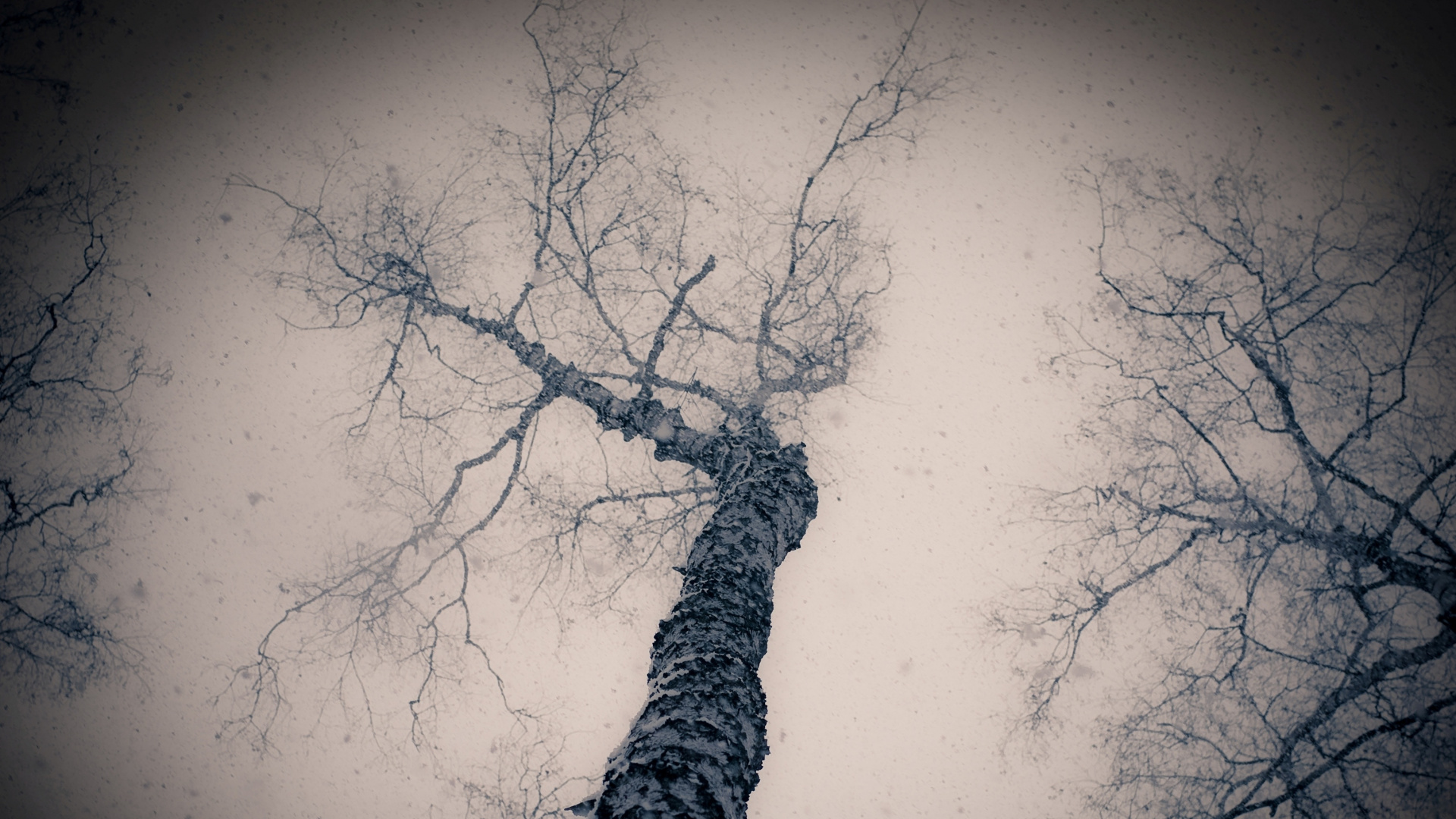 Low Angle Photography of Leafless Trees. Wallpaper in 1920x1080 Resolution