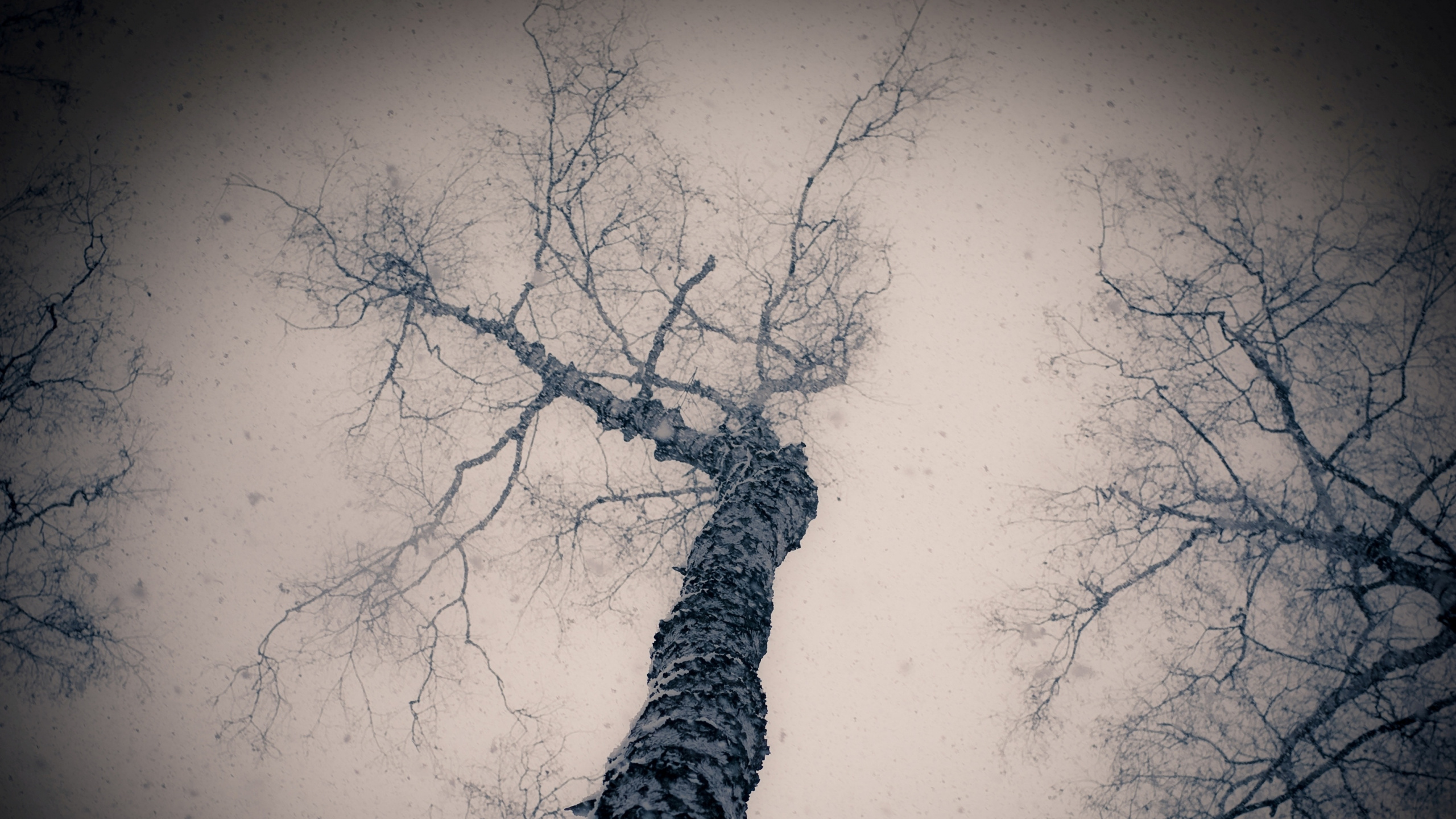 Low Angle Photography of Leafless Trees. Wallpaper in 2560x1440 Resolution