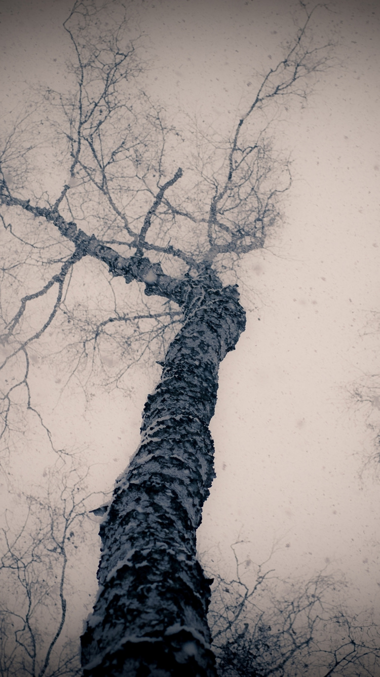 Photographie en Contre-plongée D'arbres Sans Feuilles. Wallpaper in 750x1334 Resolution