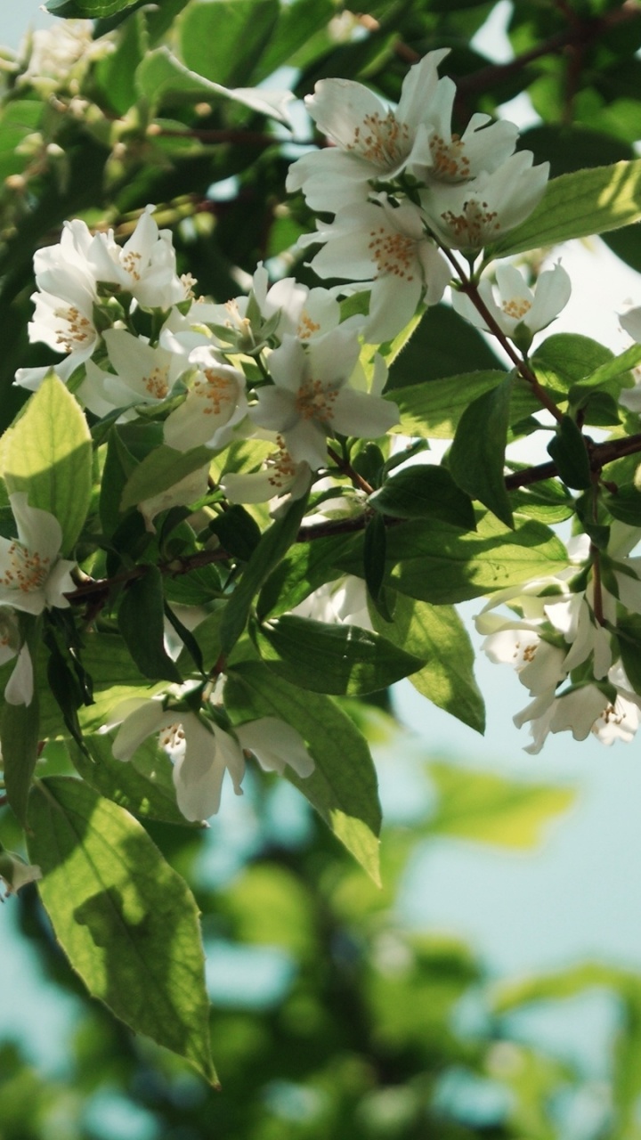 White and Green Flower in Close up Photography During Daytime. Wallpaper in 720x1280 Resolution