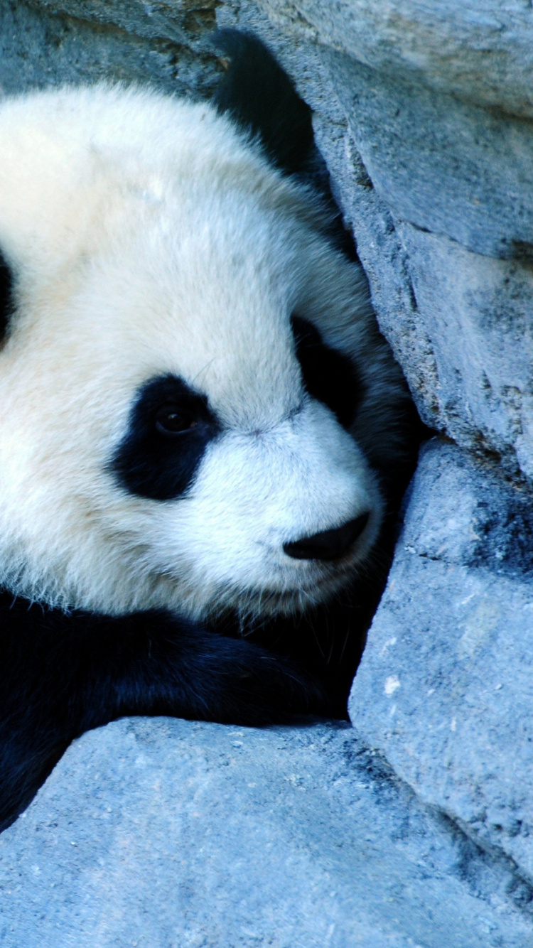 Weißer Und Schwarzer Panda Auf Grauem Felsen. Wallpaper in 750x1334 Resolution