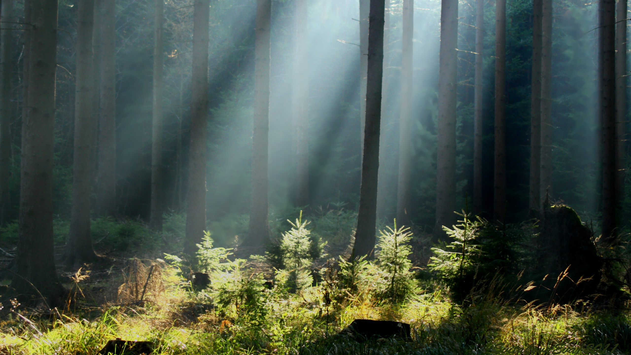 Grünes Gras Und Bäume Mit Nebel Bedeckt. Wallpaper in 2560x1440 Resolution