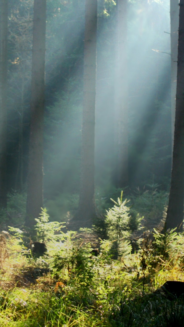 Green Grass and Trees Covered With Fog. Wallpaper in 720x1280 Resolution