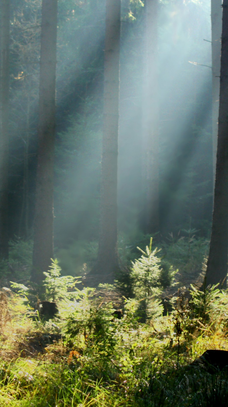 Green Grass and Trees Covered With Fog. Wallpaper in 750x1334 Resolution