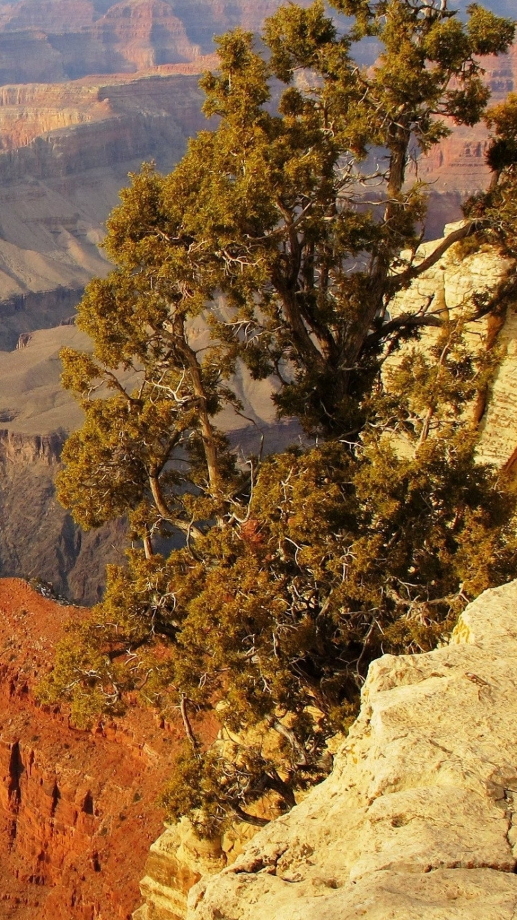 Green Trees on Brown Rocky Mountain During Daytime. Wallpaper in 750x1334 Resolution