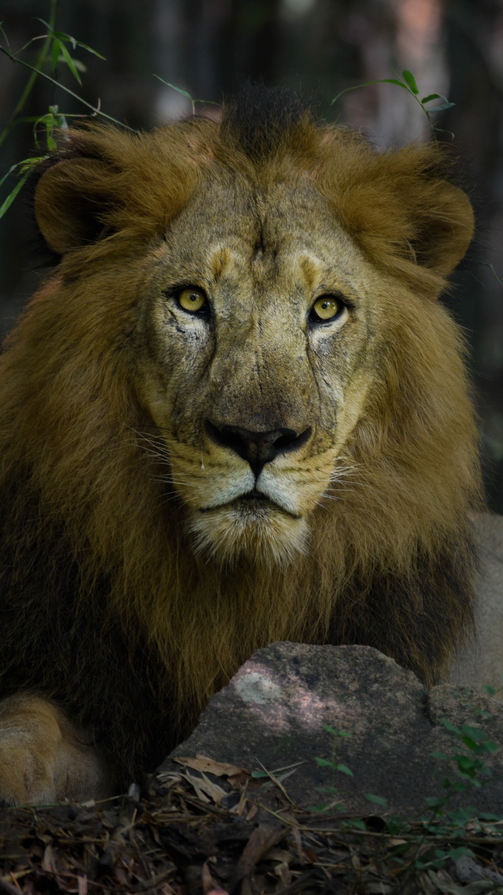 Lion Allongé Sur un Rocher Brun Pendant la Journée. Wallpaper in 720x1280 Resolution