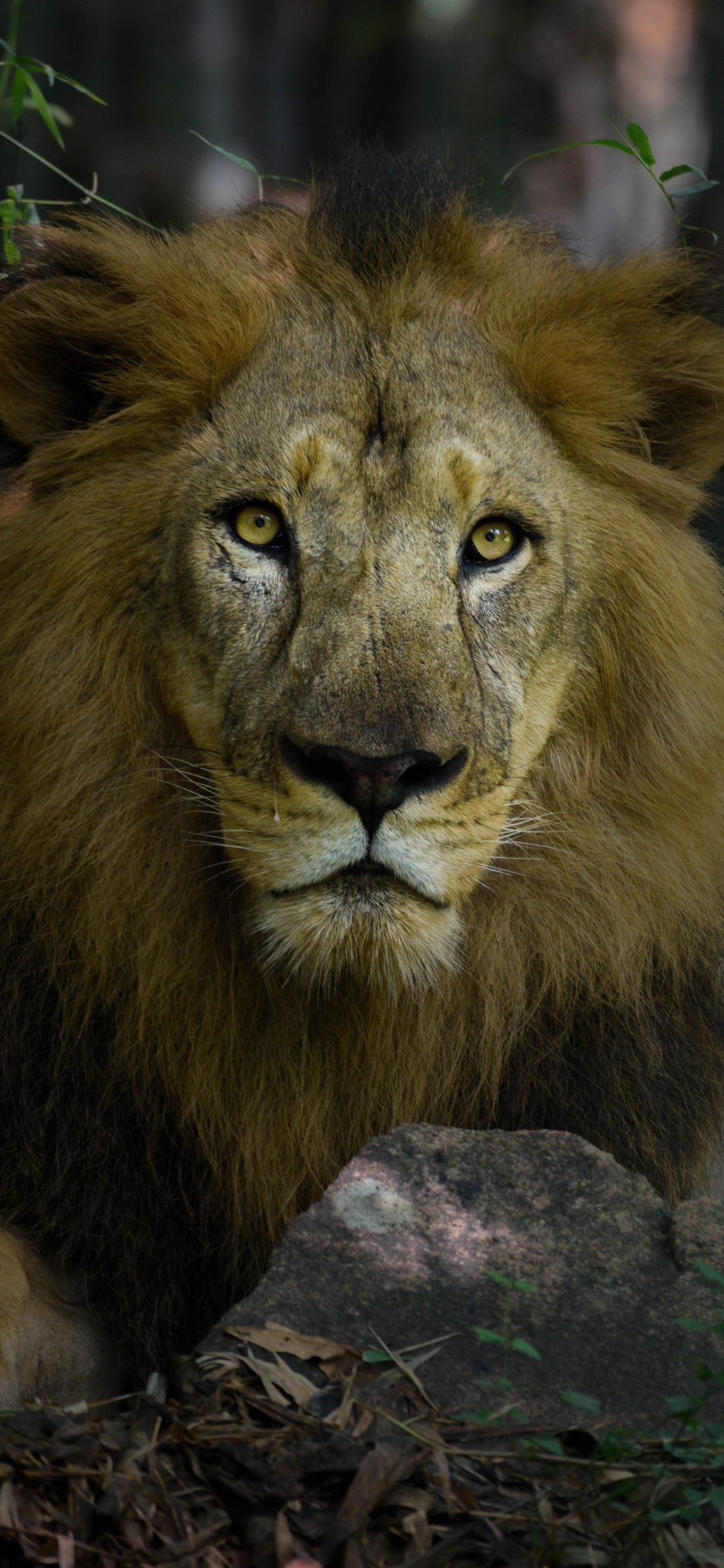Lion Lying on Brown Rock During Daytime. Wallpaper in 1125x2436 Resolution