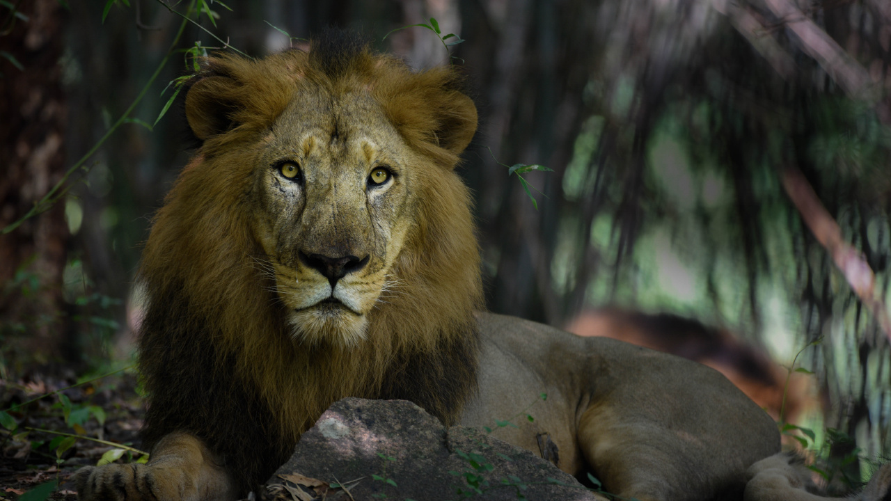 Lion Lying on Brown Rock During Daytime. Wallpaper in 1280x720 Resolution