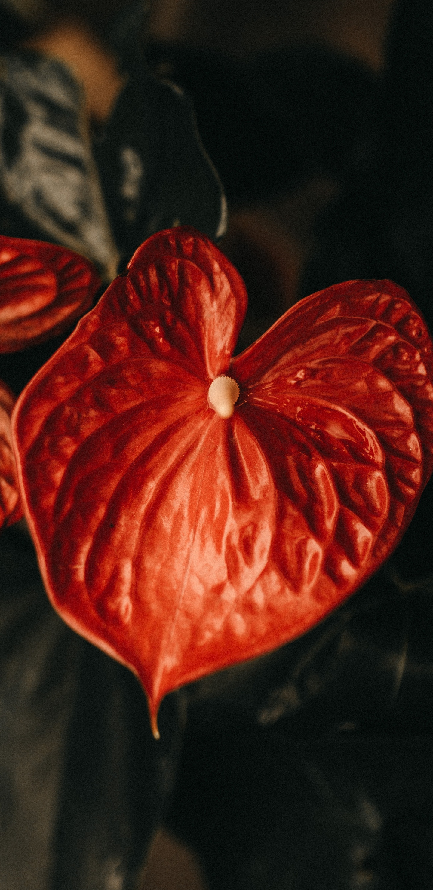 Fleur Rouge à 5 Pétales en Photographie Rapprochée. Wallpaper in 1440x2960 Resolution