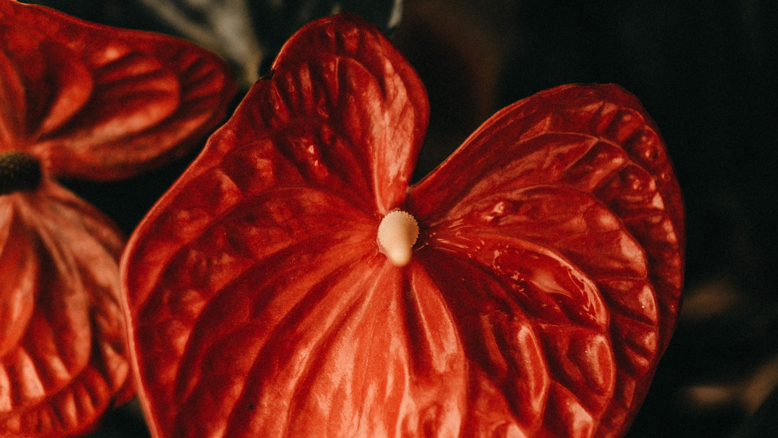 Fleur Rouge à 5 Pétales en Photographie Rapprochée. Wallpaper in 2560x1440 Resolution