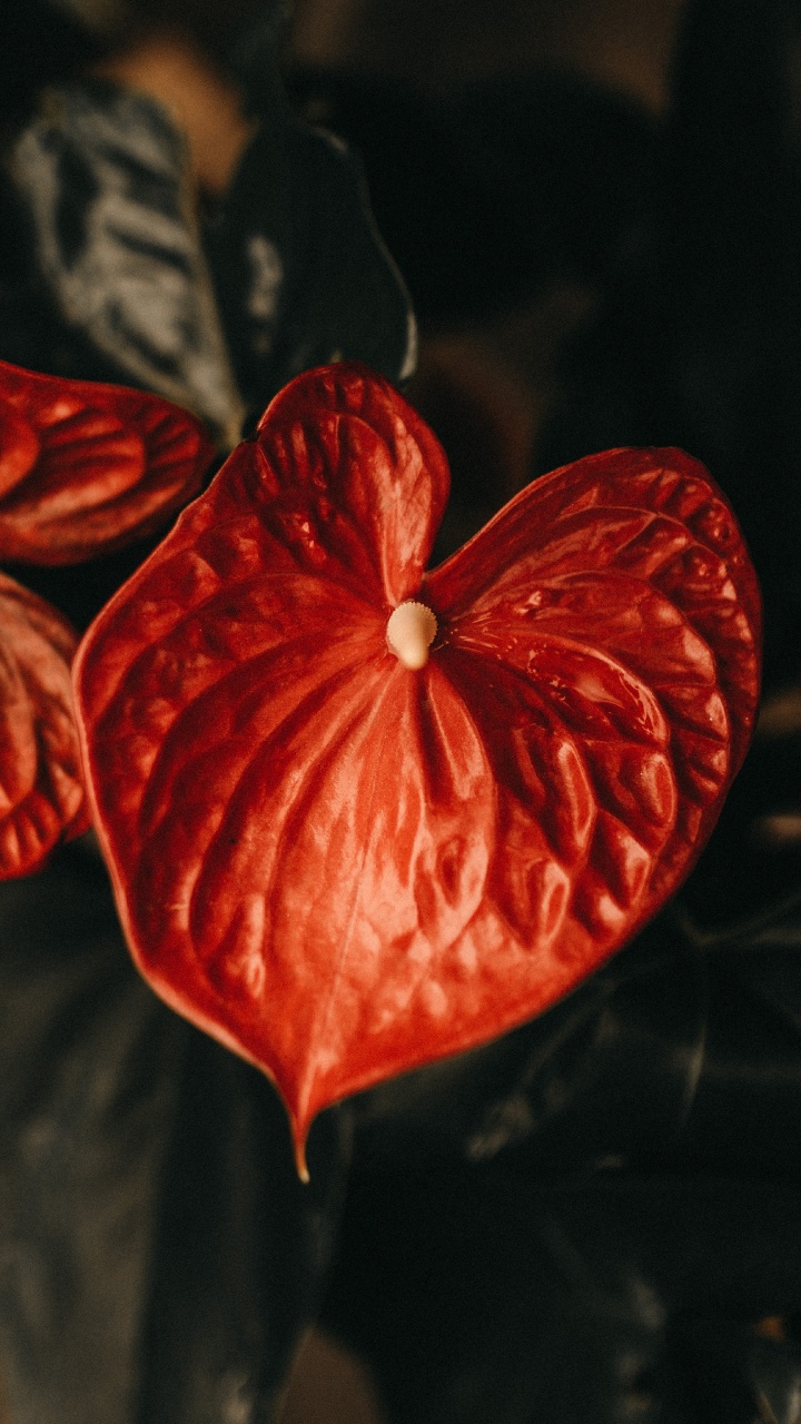 Fleur Rouge à 5 Pétales en Photographie Rapprochée. Wallpaper in 720x1280 Resolution