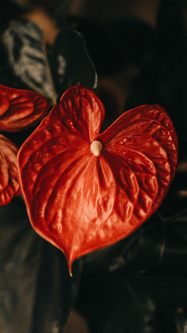 Rote Blume Mit 5 Blütenblättern in Nahaufnahme. Wallpaper in 750x1334 Resolution