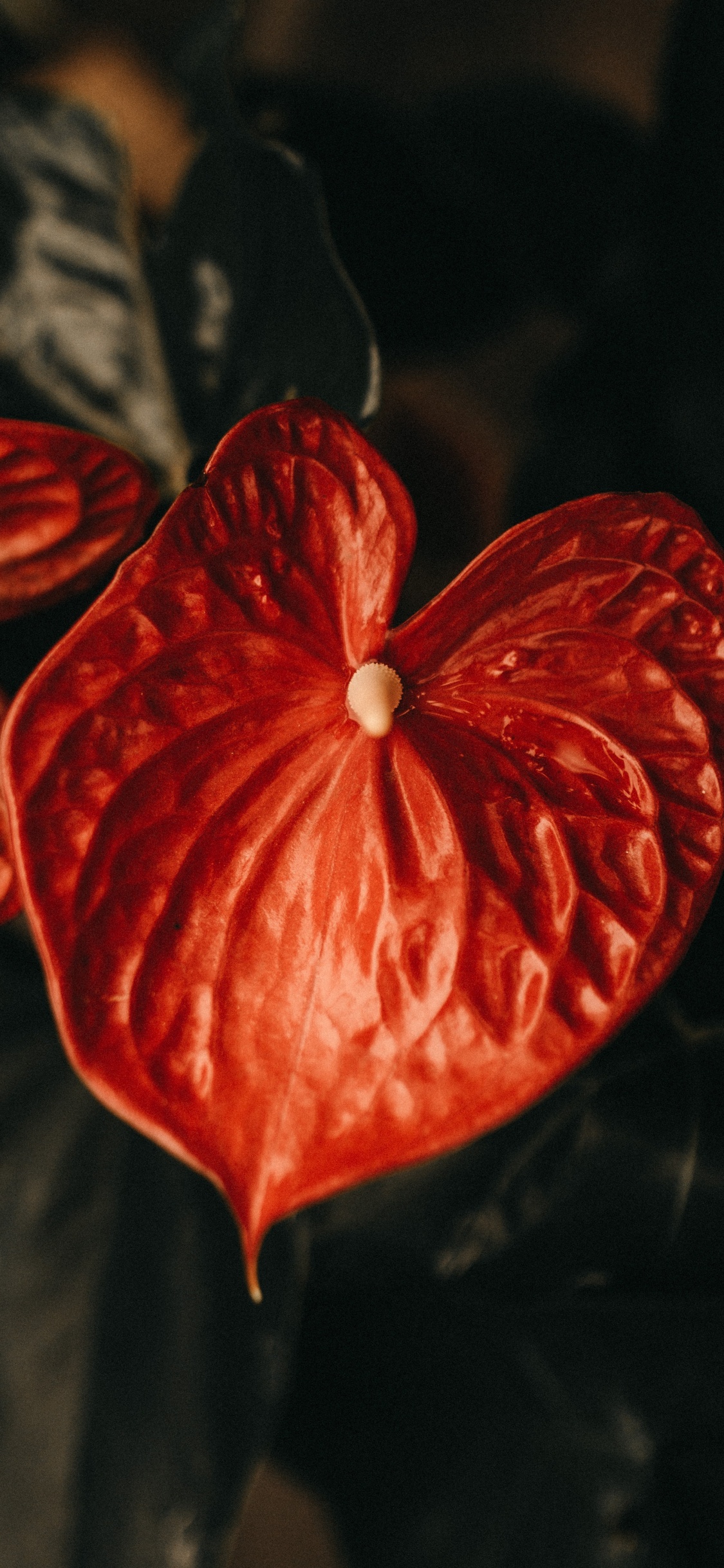 Flor Roja de 5 Pétalos en Fotografía de Cerca. Wallpaper in 1125x2436 Resolution