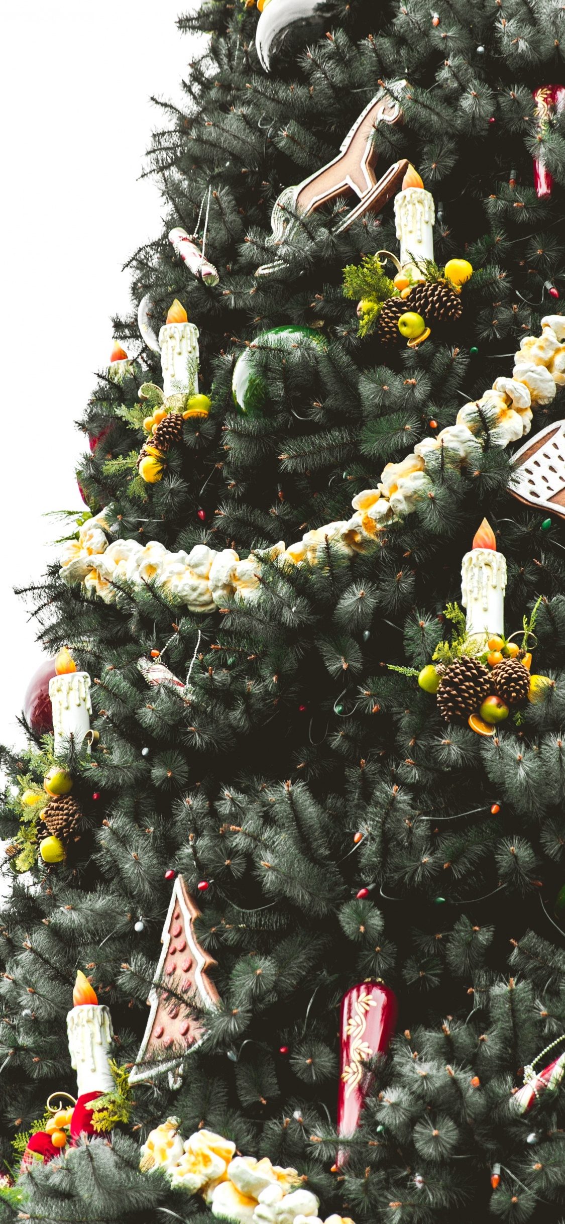 圣诞树, 圣诞节那天, 圣诞节和节日, 木本植物, Evergreen 壁纸 1125x2436 允许