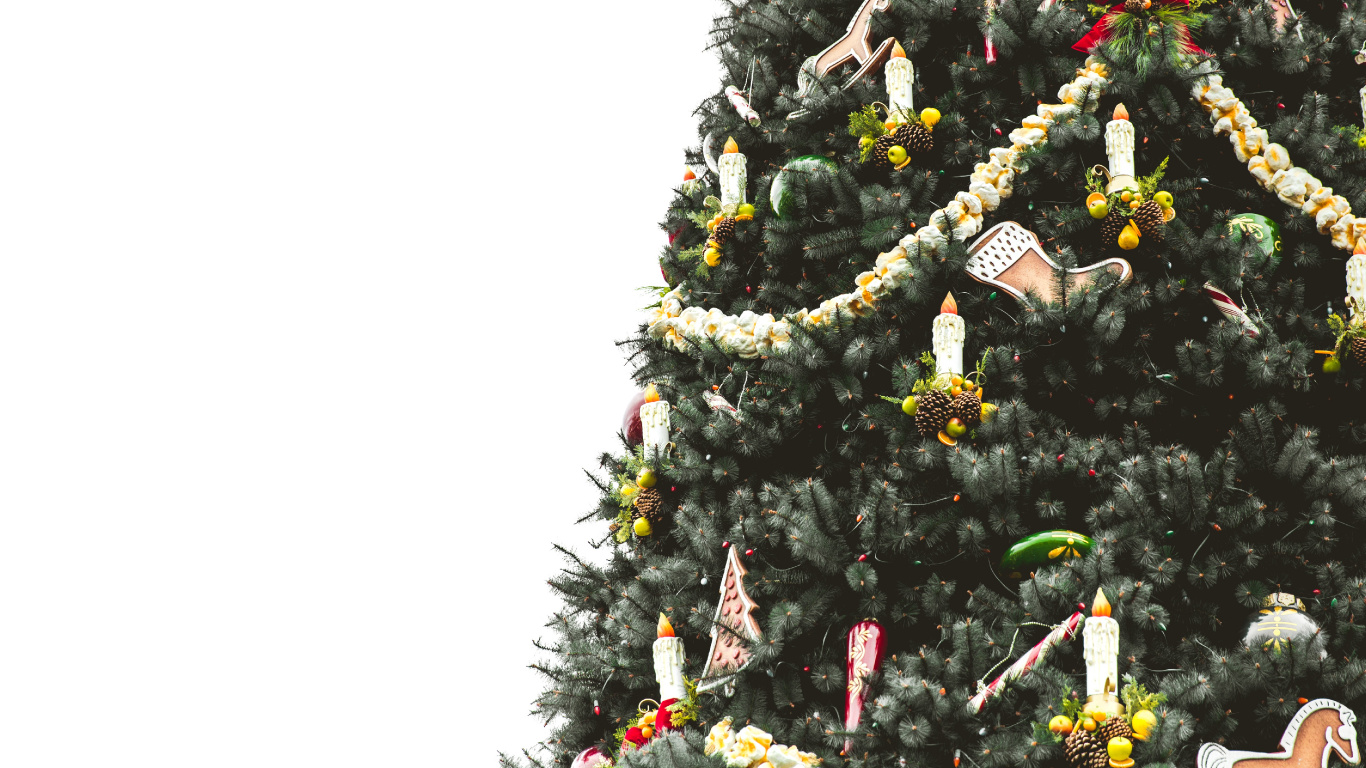 圣诞树, 圣诞节那天, 圣诞节和节日, 木本植物, Evergreen 壁纸 1366x768 允许