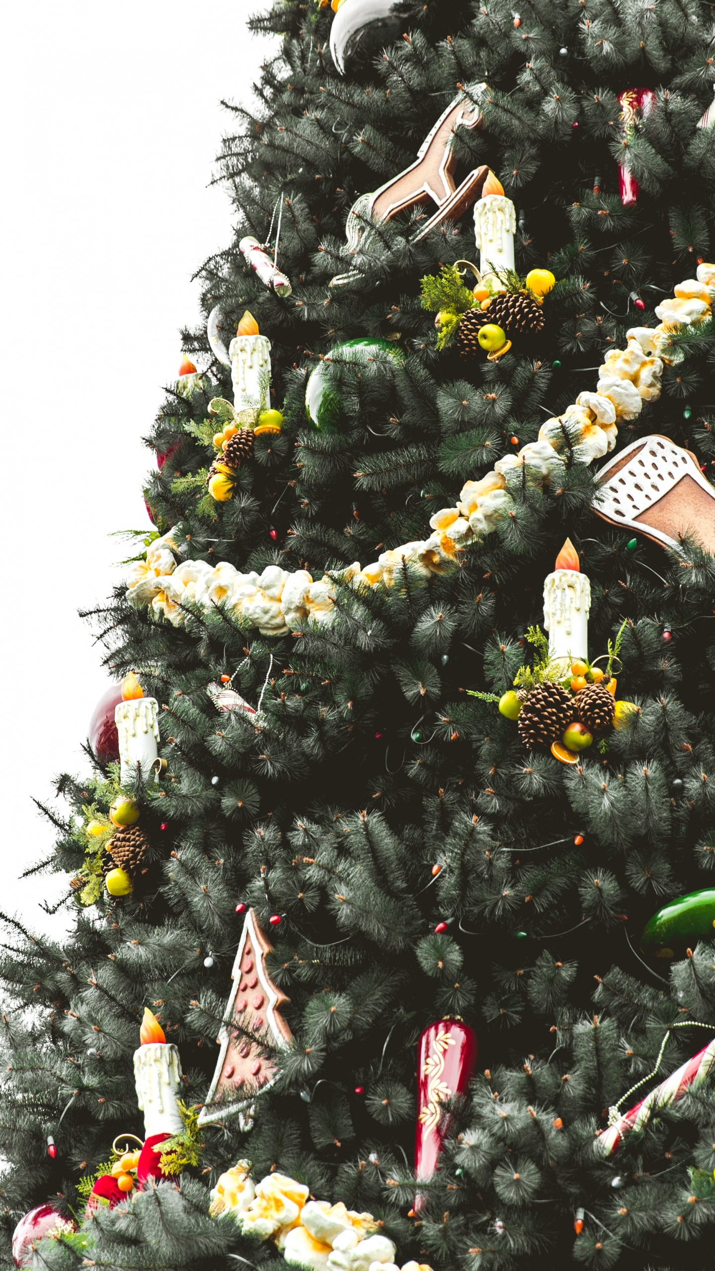圣诞树, 圣诞节那天, 圣诞节和节日, 木本植物, Evergreen 壁纸 1440x2560 允许