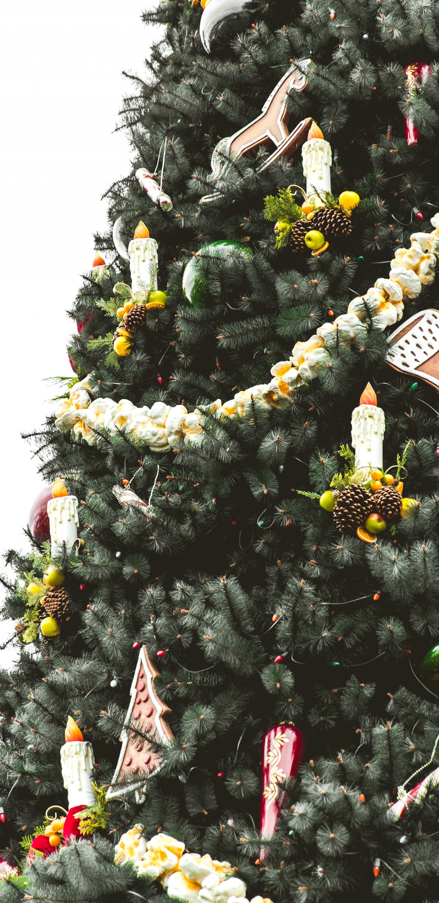圣诞树, 圣诞节那天, 圣诞节和节日, 木本植物, Evergreen 壁纸 1440x2960 允许