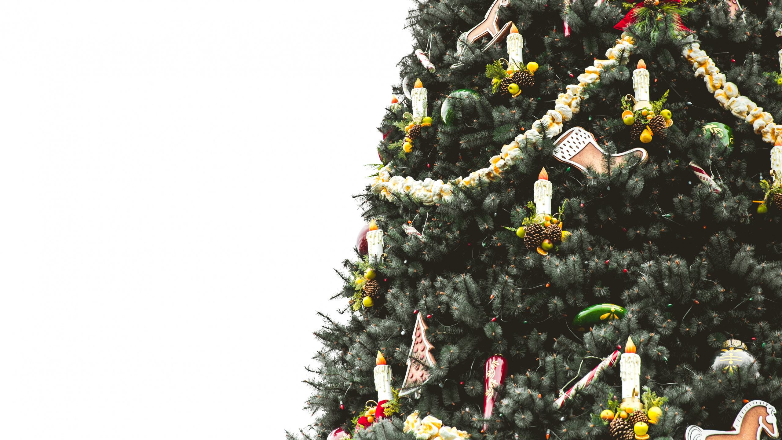 圣诞树, 圣诞节那天, 圣诞节和节日, 木本植物, Evergreen 壁纸 2560x1440 允许