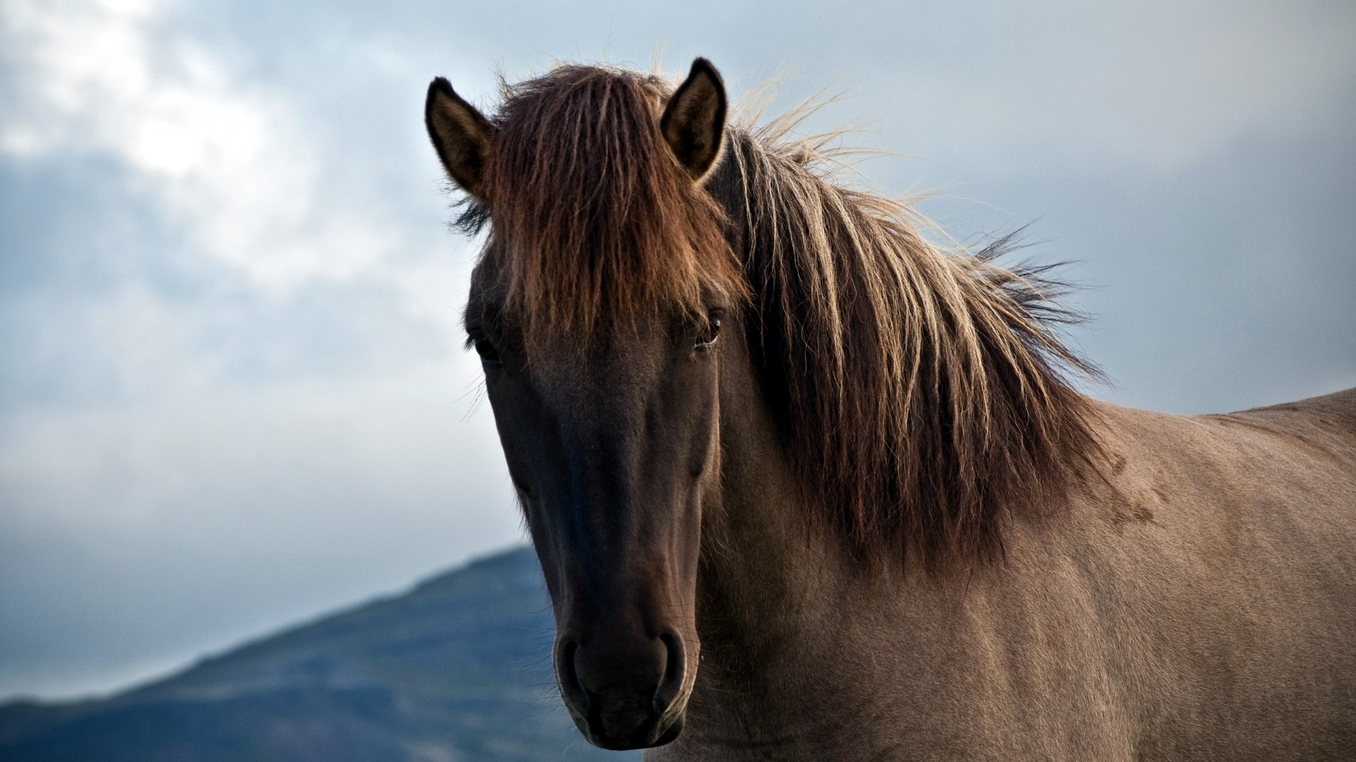 Brown Horse on Snow Covered Ground During Daytime. Wallpaper in 1920x1080 Resolution