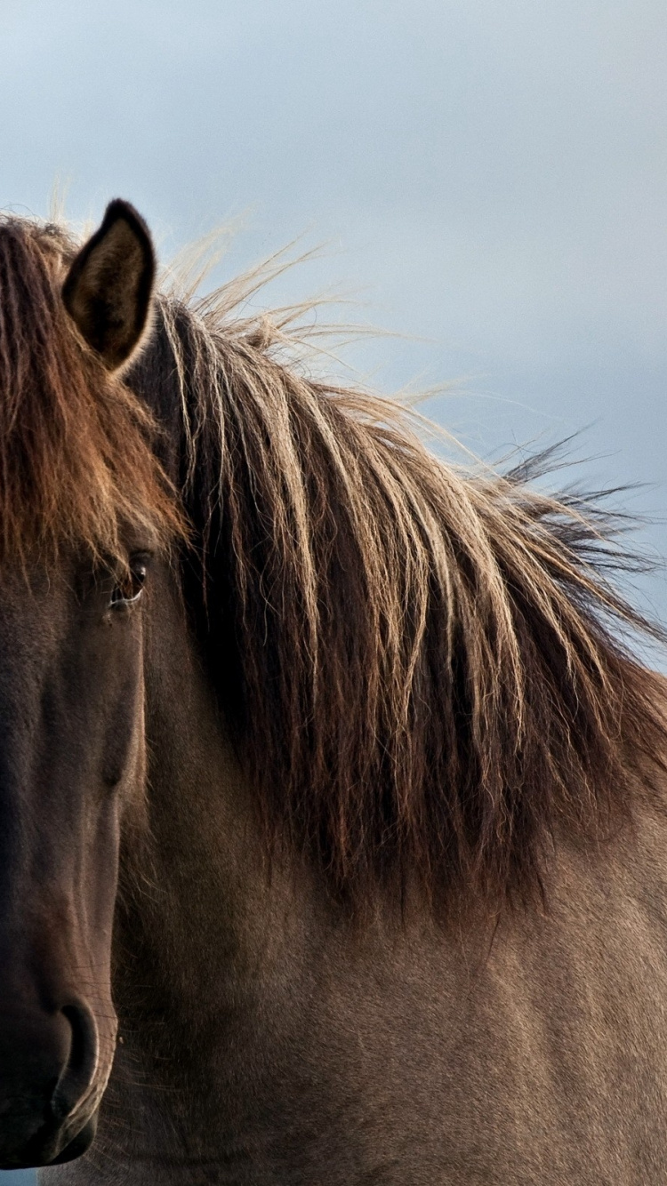 Cheval Brun Sur Sol Couvert de Neige Pendant la Journée. Wallpaper in 750x1334 Resolution