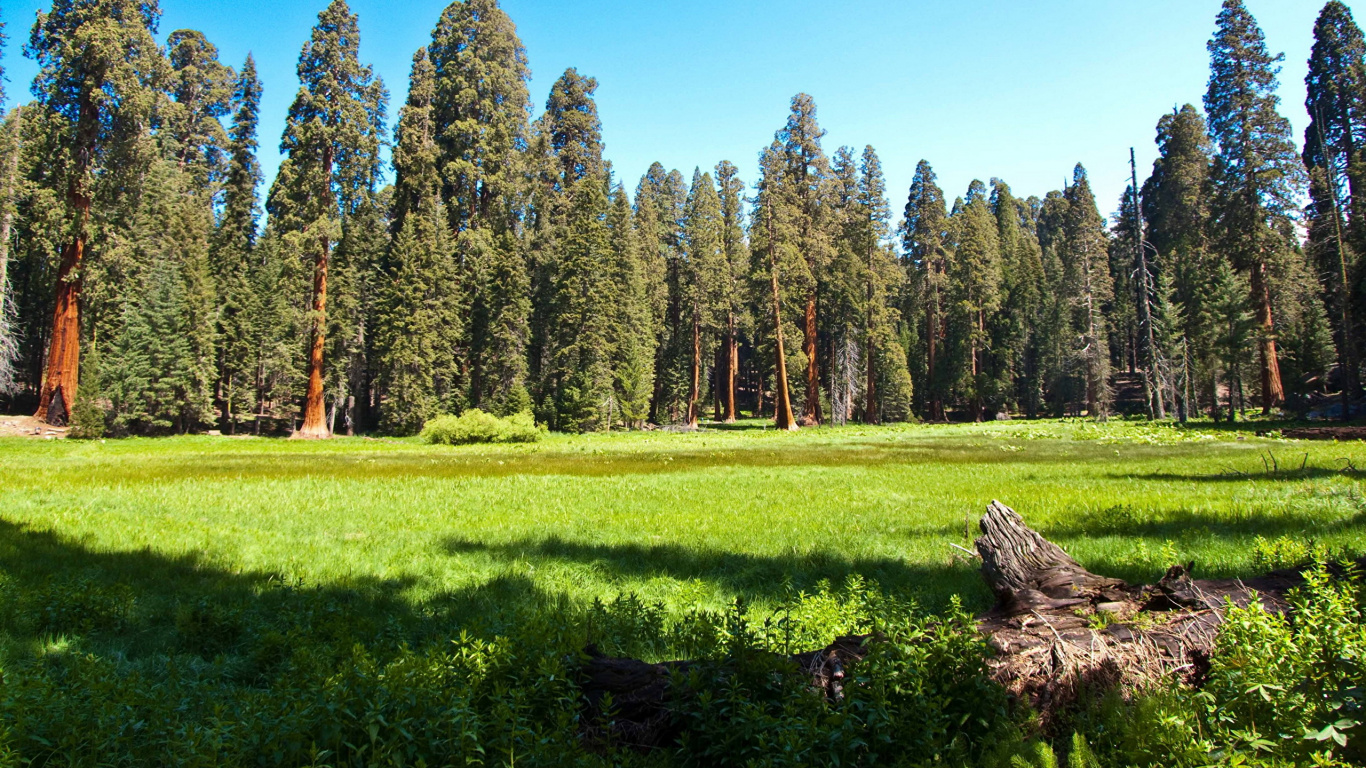 Campo de Hierba Verde Con Árboles Bajo un Cielo Azul Durante el Día. Wallpaper in 1366x768 Resolution