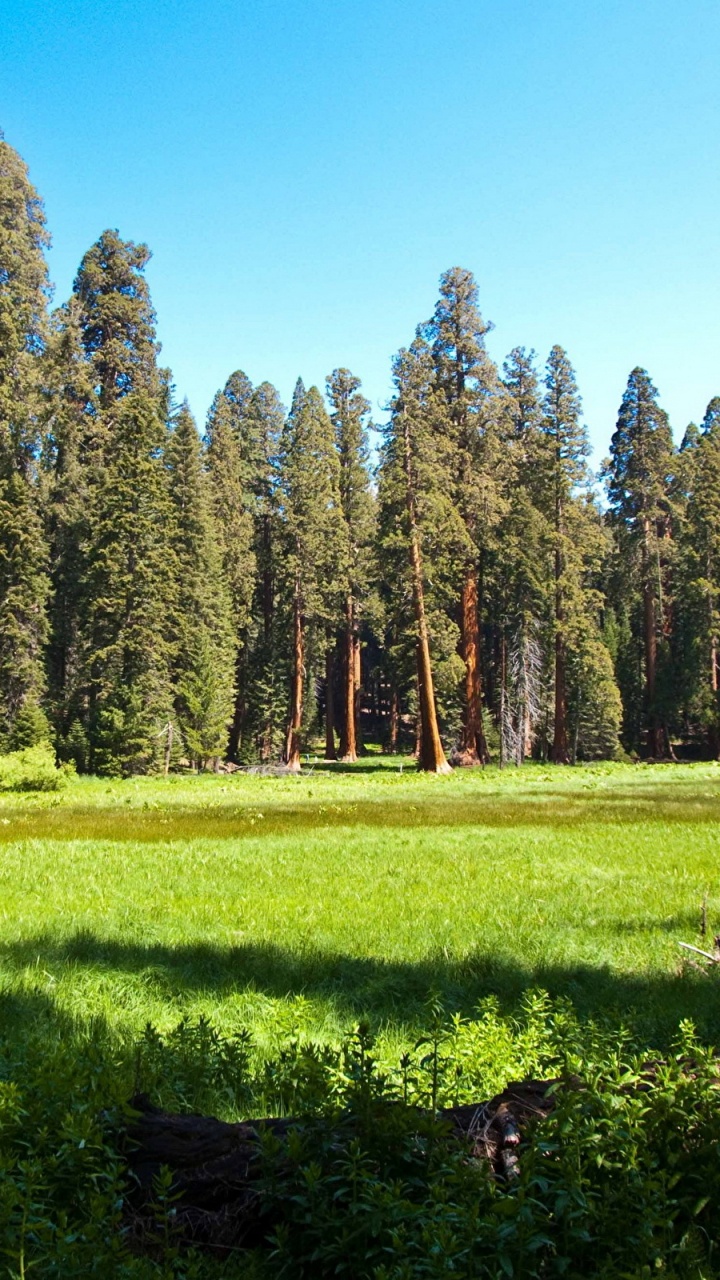 Green Grass Field With Trees Under Blue Sky During Daytime. Wallpaper in 720x1280 Resolution