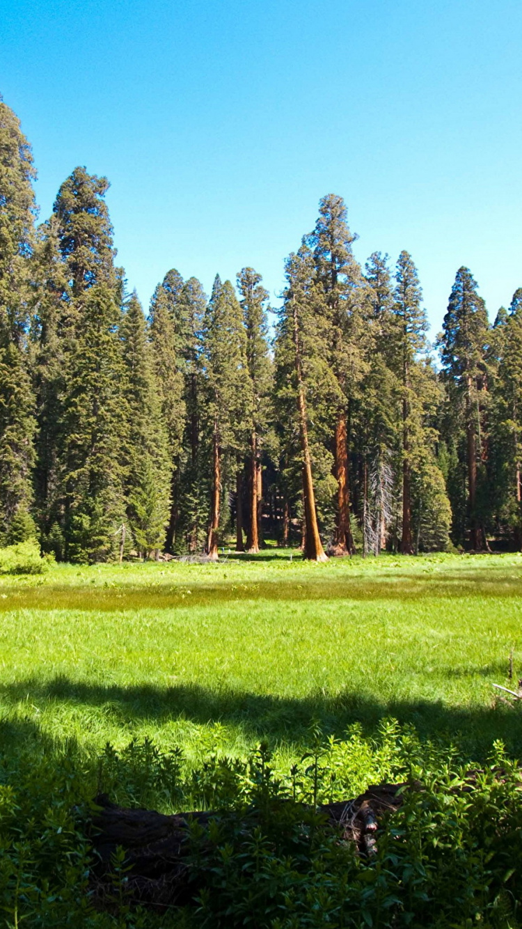 Green Grass Field With Trees Under Blue Sky During Daytime. Wallpaper in 750x1334 Resolution