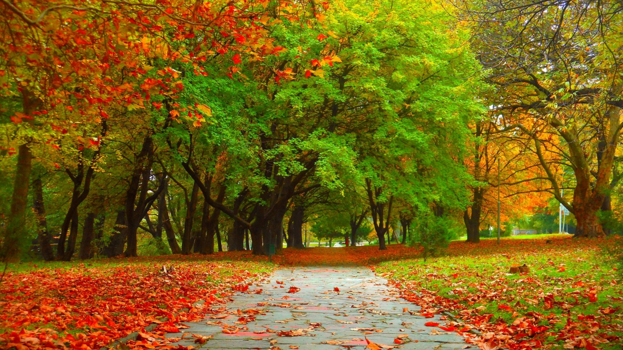Red Leaves on The Ground. Wallpaper in 1280x720 Resolution