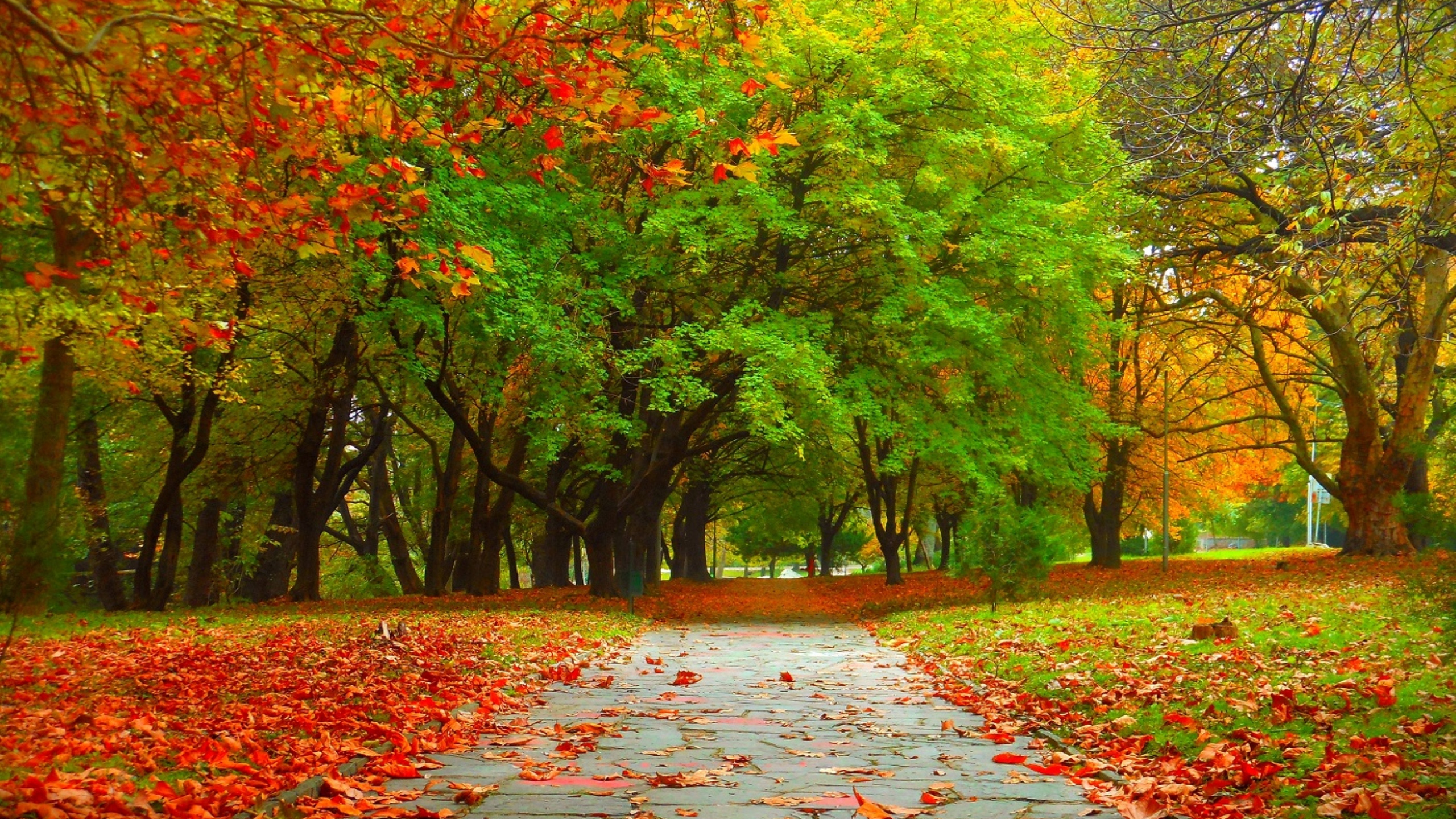 Red Leaves on The Ground. Wallpaper in 2560x1440 Resolution