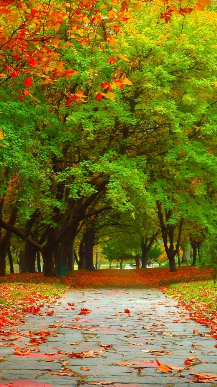 Red Leaves on The Ground. Wallpaper in 720x1280 Resolution