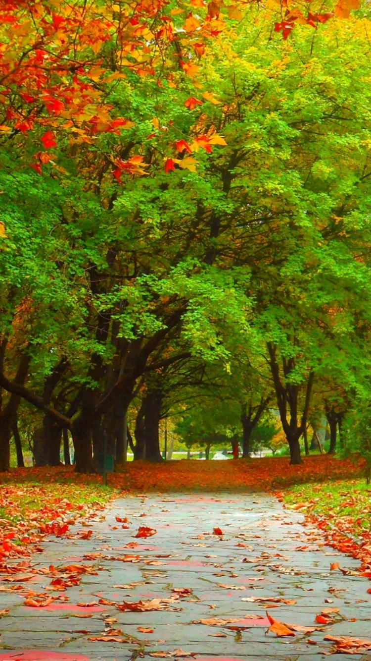 Red Leaves on The Ground. Wallpaper in 750x1334 Resolution